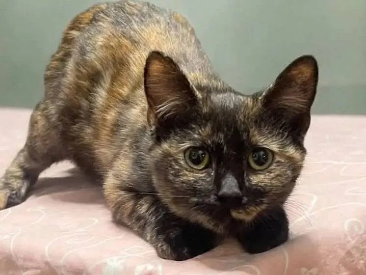 Adotta il gatto Moka a Brescia