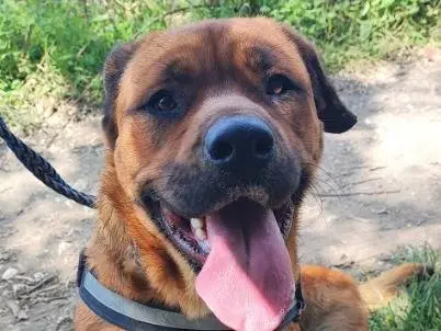 Adotta un cane, femmina, 3 anni e 10 mesi, Napoli