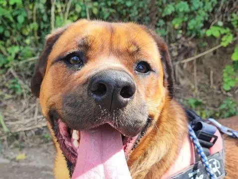 Adozione cane, femmina, Razza sconosciuta Razza sconosciuta, 3 anni e 10 mesi, taglia piccola, Napoli
