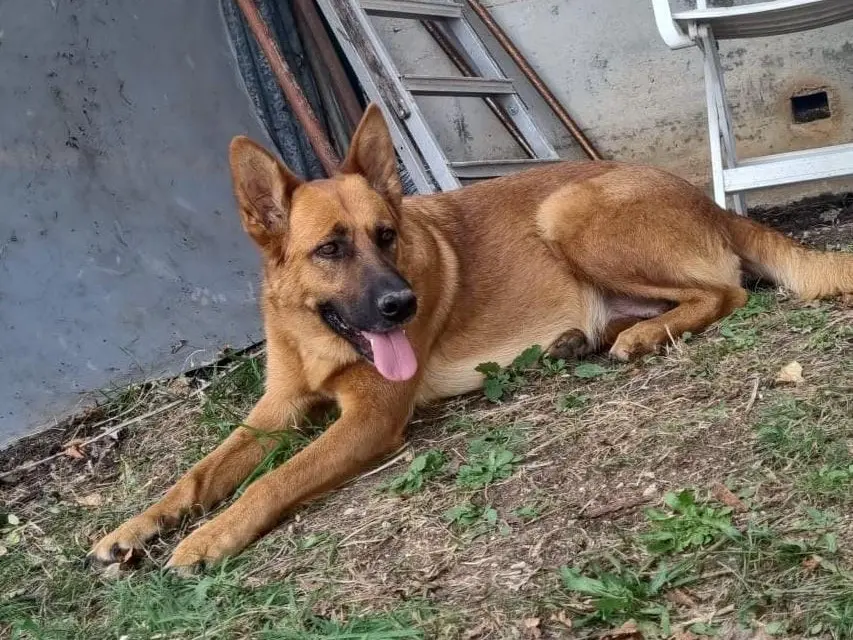 Adotta un cane, femmina, 4 anni e 3 mesi, Frosinone