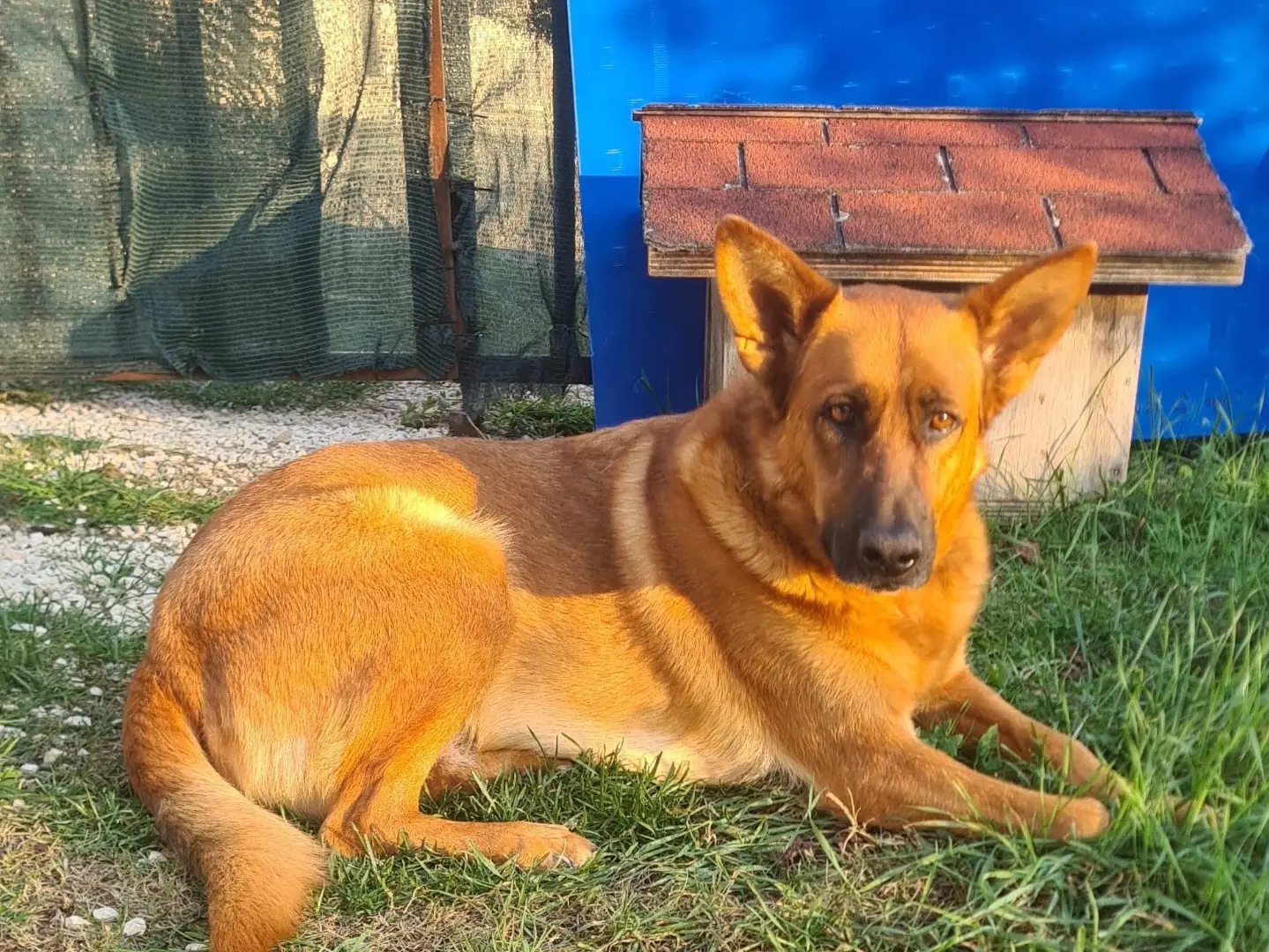 Adotta il cane Susy a Frosinone