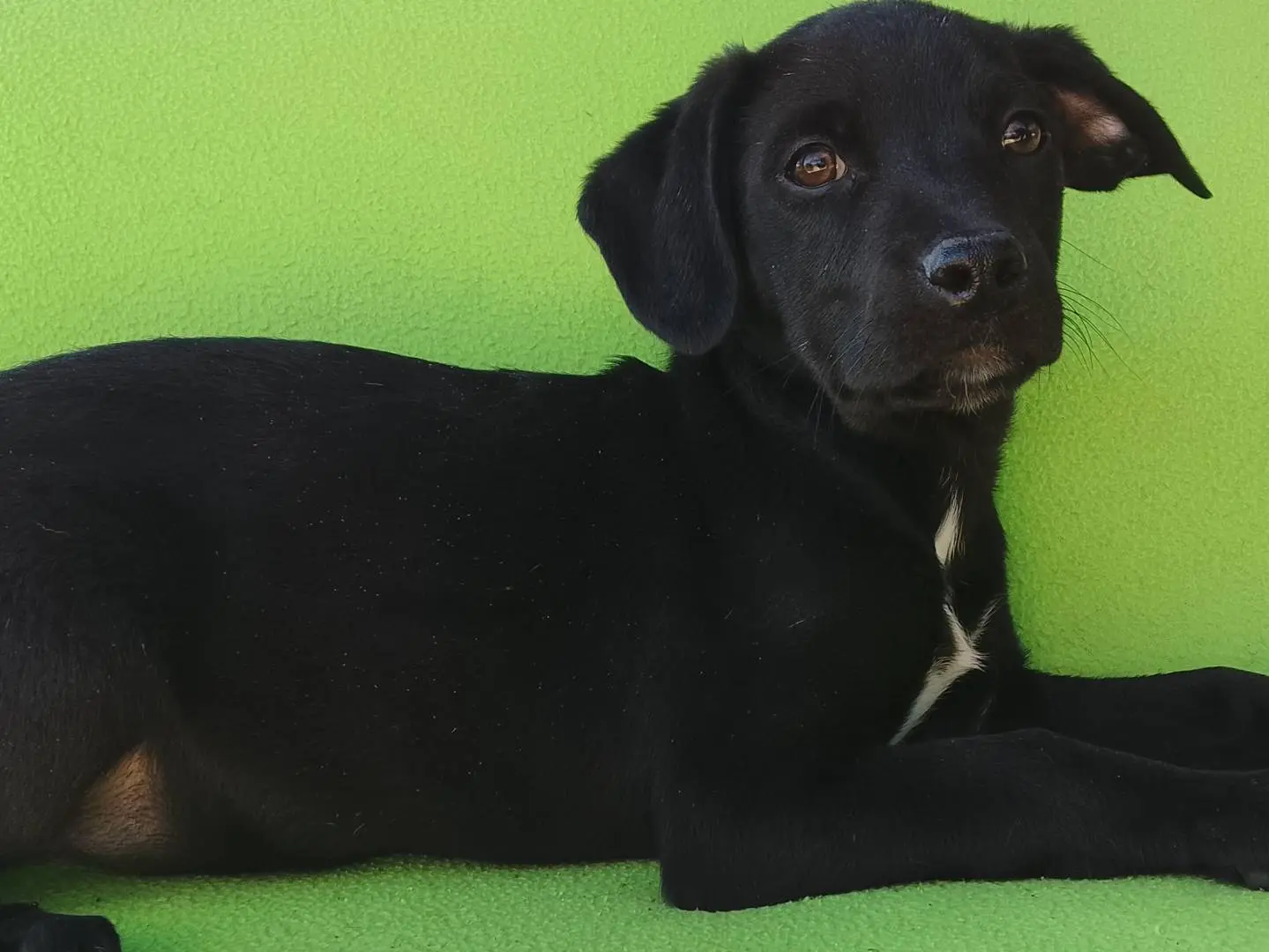 Adotta un cane, femmina, 7 mesi, Siracusa