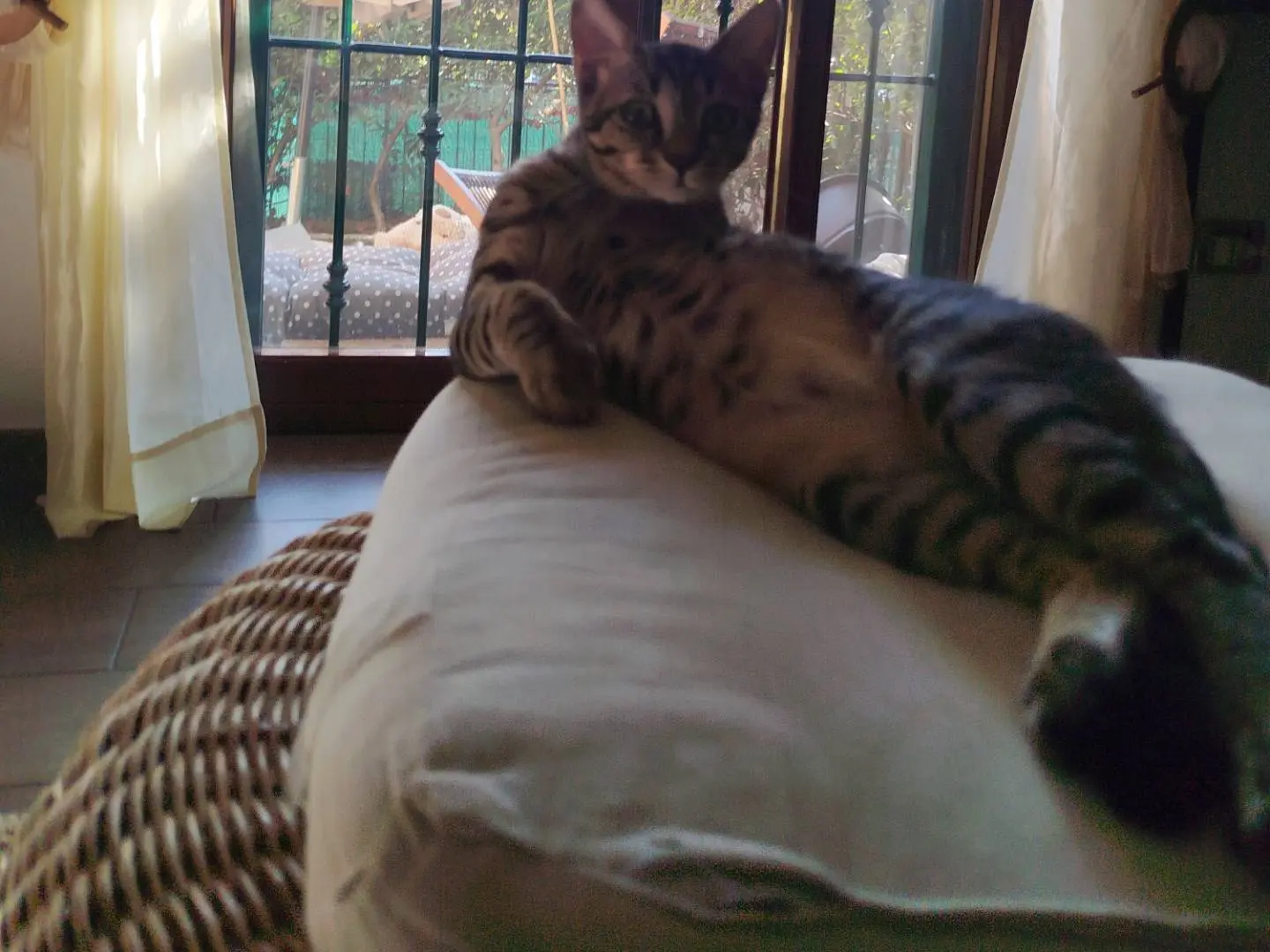 Foto 3 dell'animale