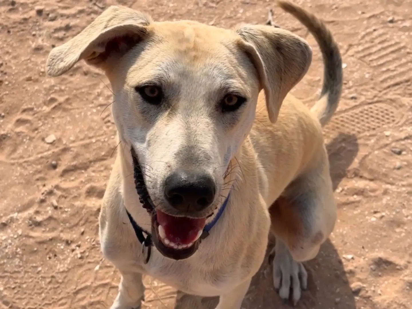Adozione cane, maschio, Razza sconosciuta Razza sconosciuta, 1 anno e 11 mesi, taglia media, Terni