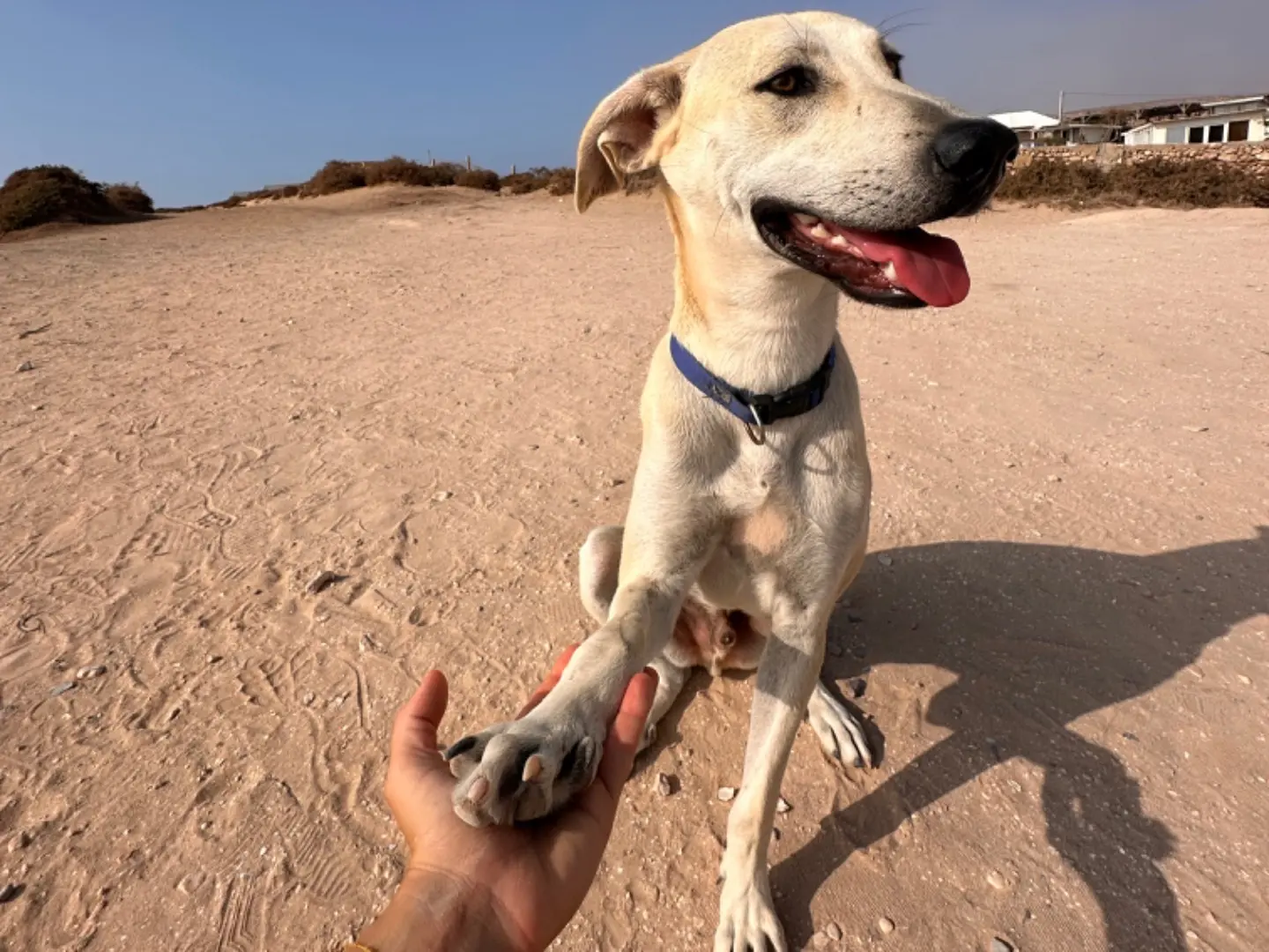 Adotta un cane, maschio, 1 anno e 11 mesi, Terni
