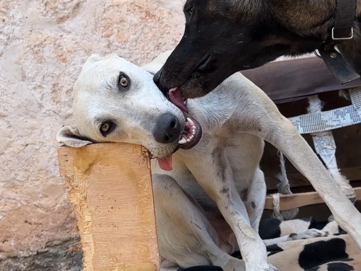 Vuoi adottare un cane a Terni?