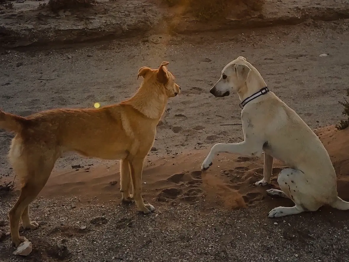 Adotta il cane Muha a Terni