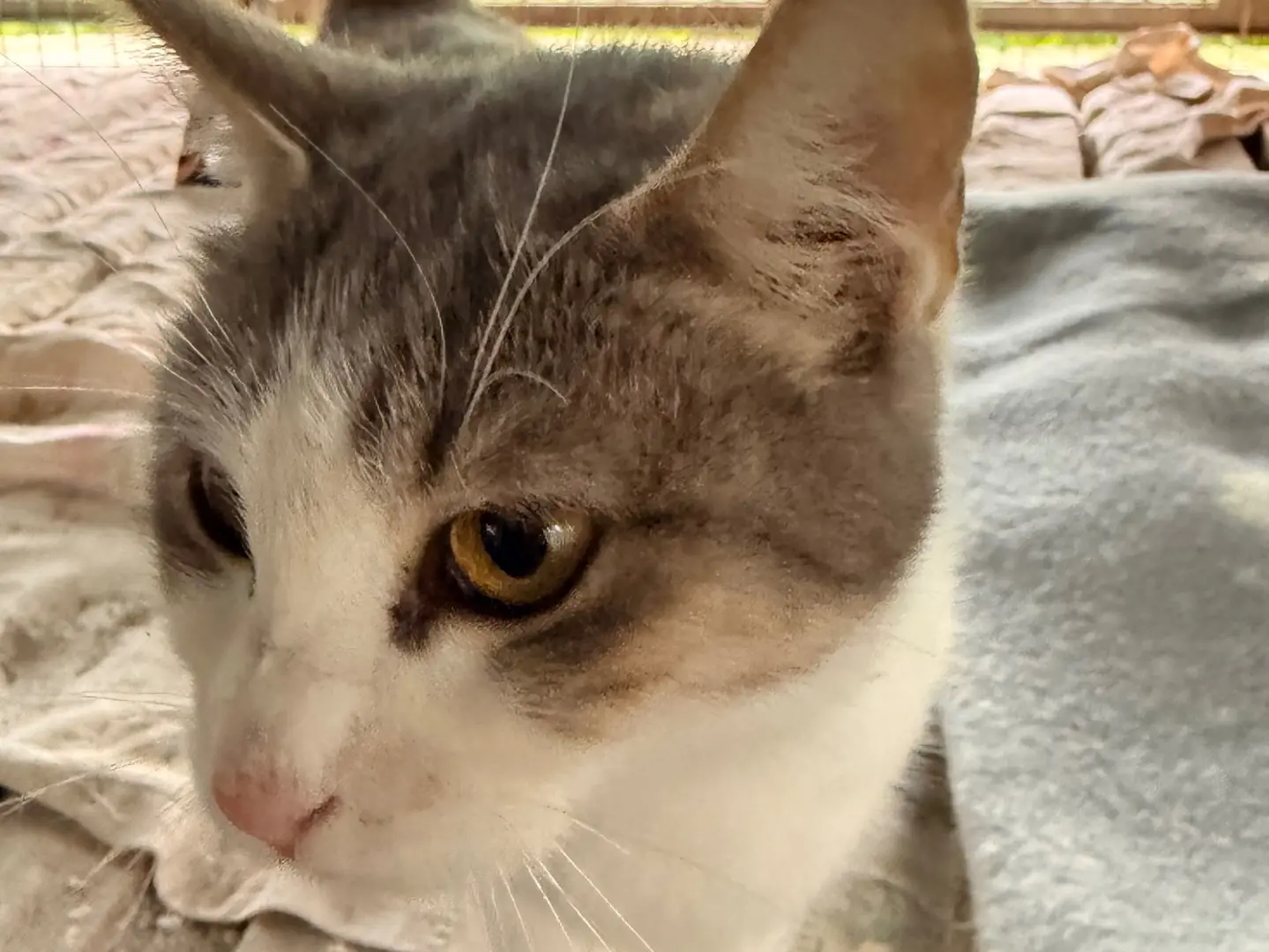 Adozione gatto, femmina, Razza sconosciuta Razza sconosciuta, 1 anno e 6 mesi, taglia non valida, Taranto
