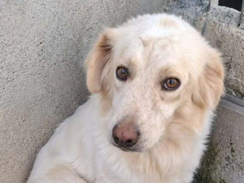 Adotta un cane, maschio, 2 anni e 1 mese, Asti
