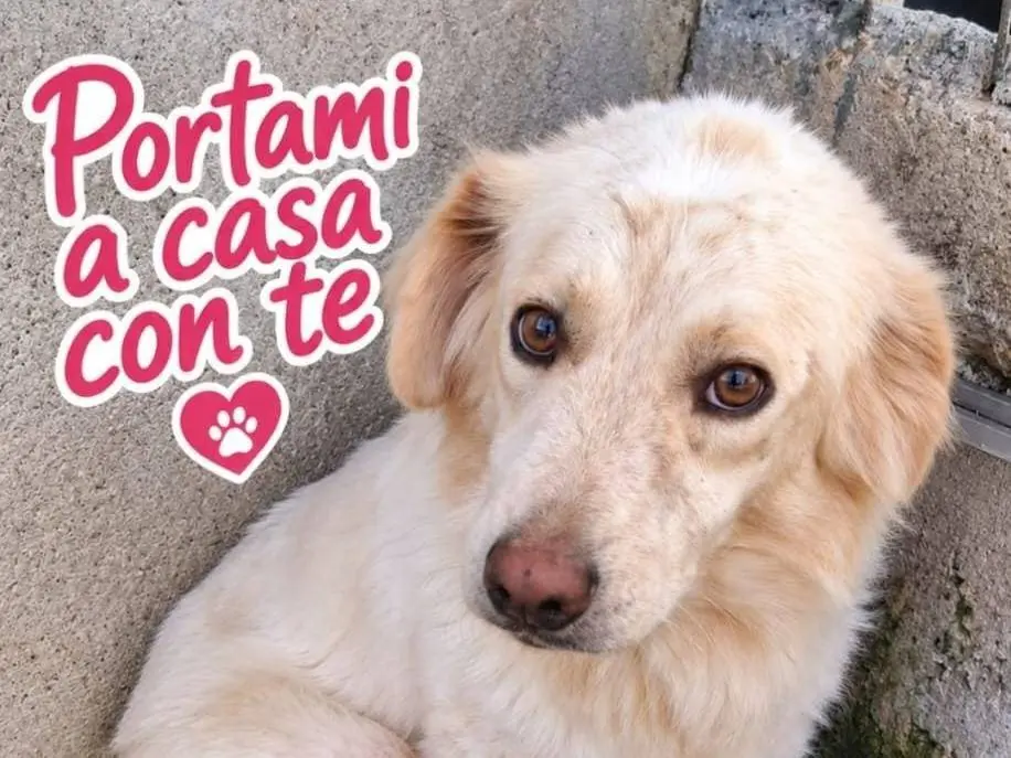 Adozione cane, maschio, Razza sconosciuta Razza sconosciuta, 2 anni e 1 mese, taglia media, Asti