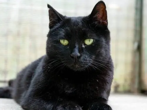 Adozione gatto, femmina, Razza sconosciuta Razza sconosciuta, 7 anni, taglia non valida, Monza