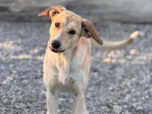 Adozione cane, femmina, Razza sconosciuta Razza sconosciuta, 1 anno e 7 mesi, taglia media, Crotone