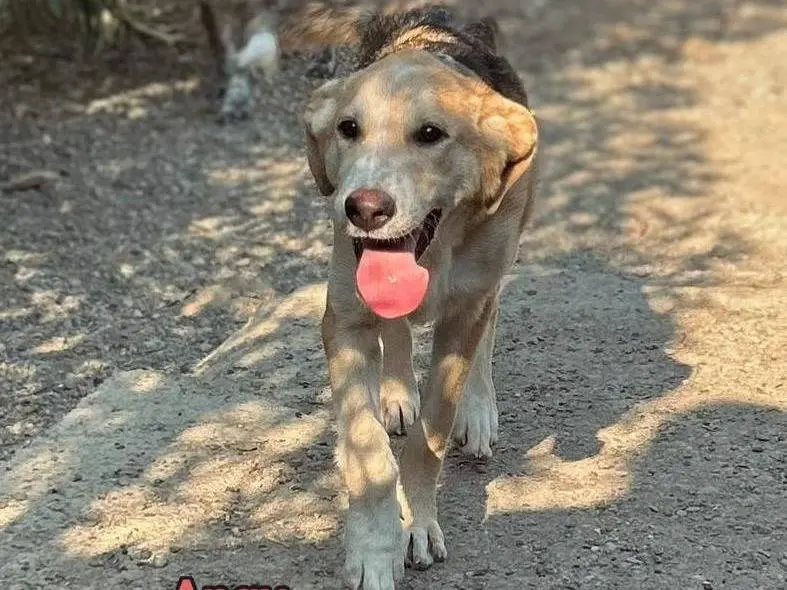 Adotta un cane, femmina, 1 anno e 7 mesi, Crotone