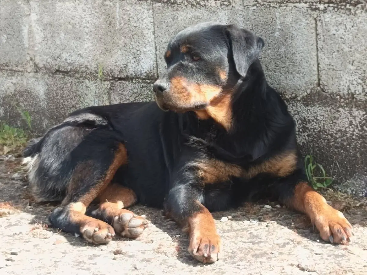 Adotta il cane Lupita a Milano