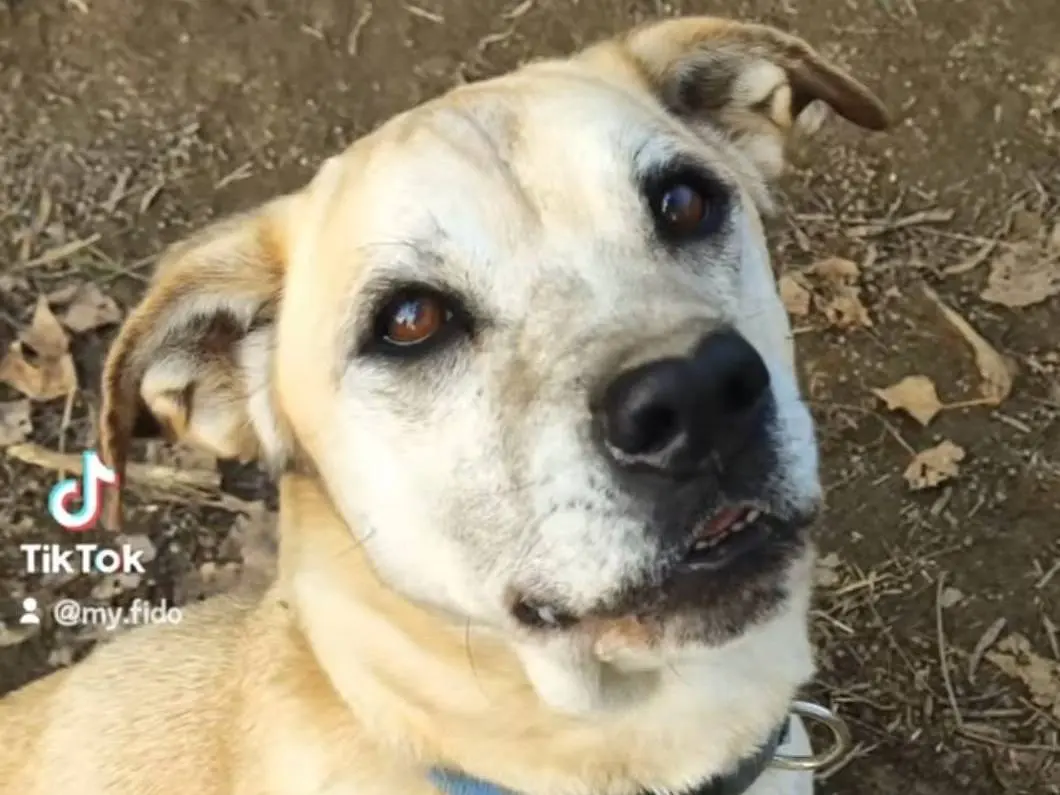 Vuoi adottare un cane a Roma?
