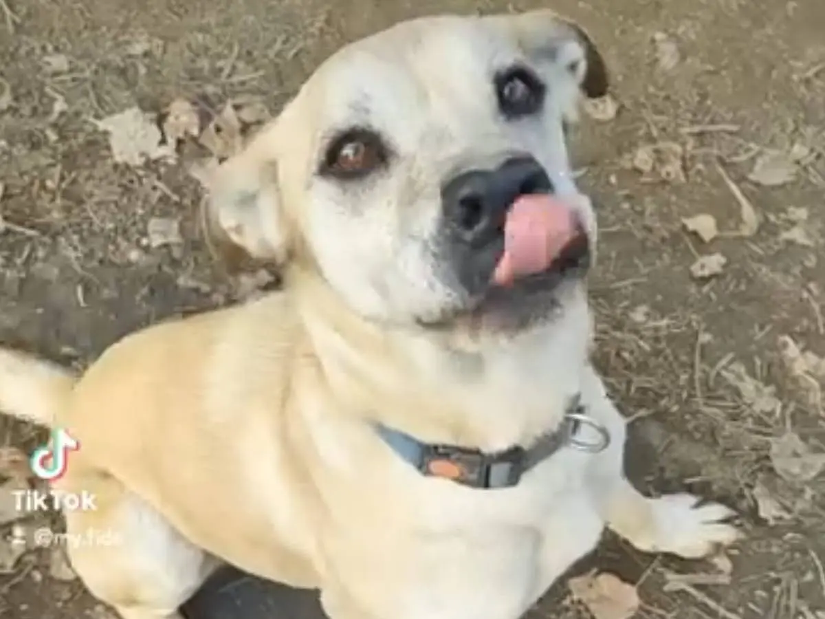 Adotta un cane, taglia media, femmina, Roma