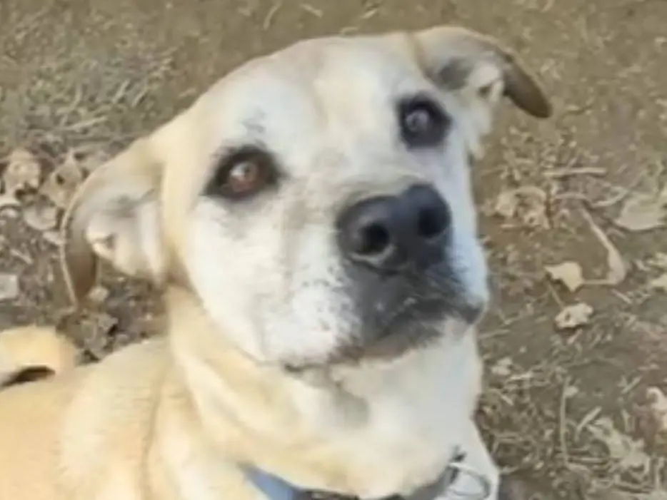 Adozione cane, femmina, Pitbull Razza sconosciuta, 4 anni e 4 mesi, taglia media, Roma