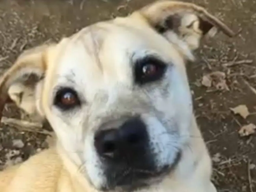 Adotta un cane, femmina, 4 anni e 4 mesi, Roma