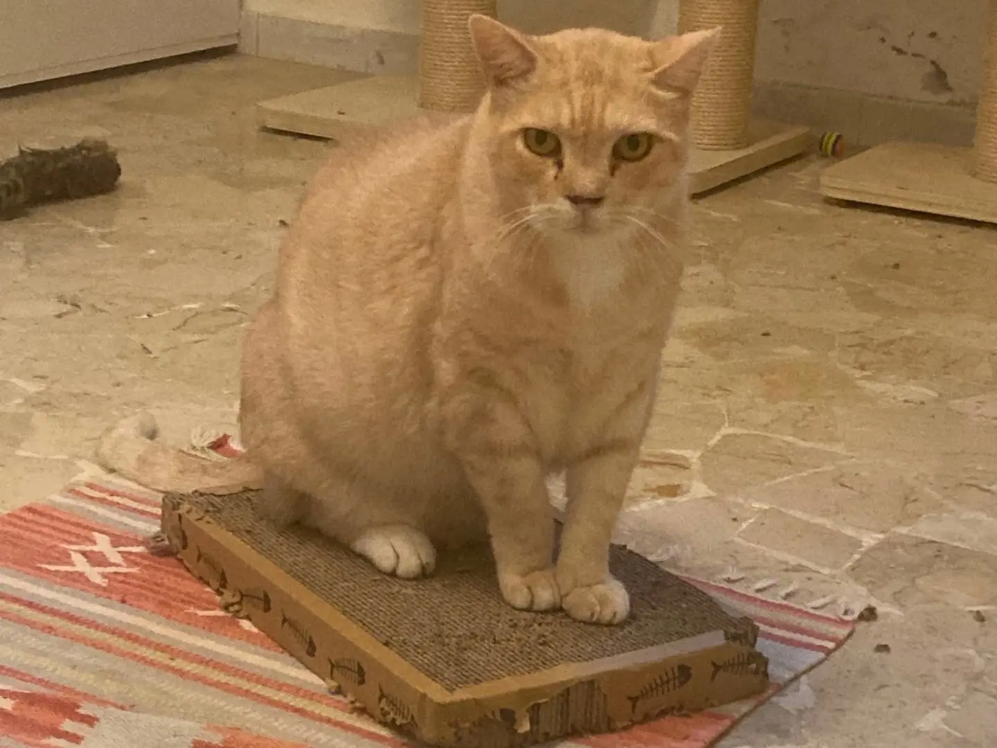 Adozione gatto, maschio, Razza sconosciuta Razza sconosciuta, 9 anni e 4 mesi, taglia non valida, Milano