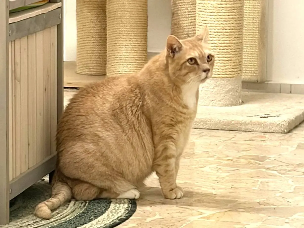 Adotta un gatto, taglia non valida, maschio, Milano