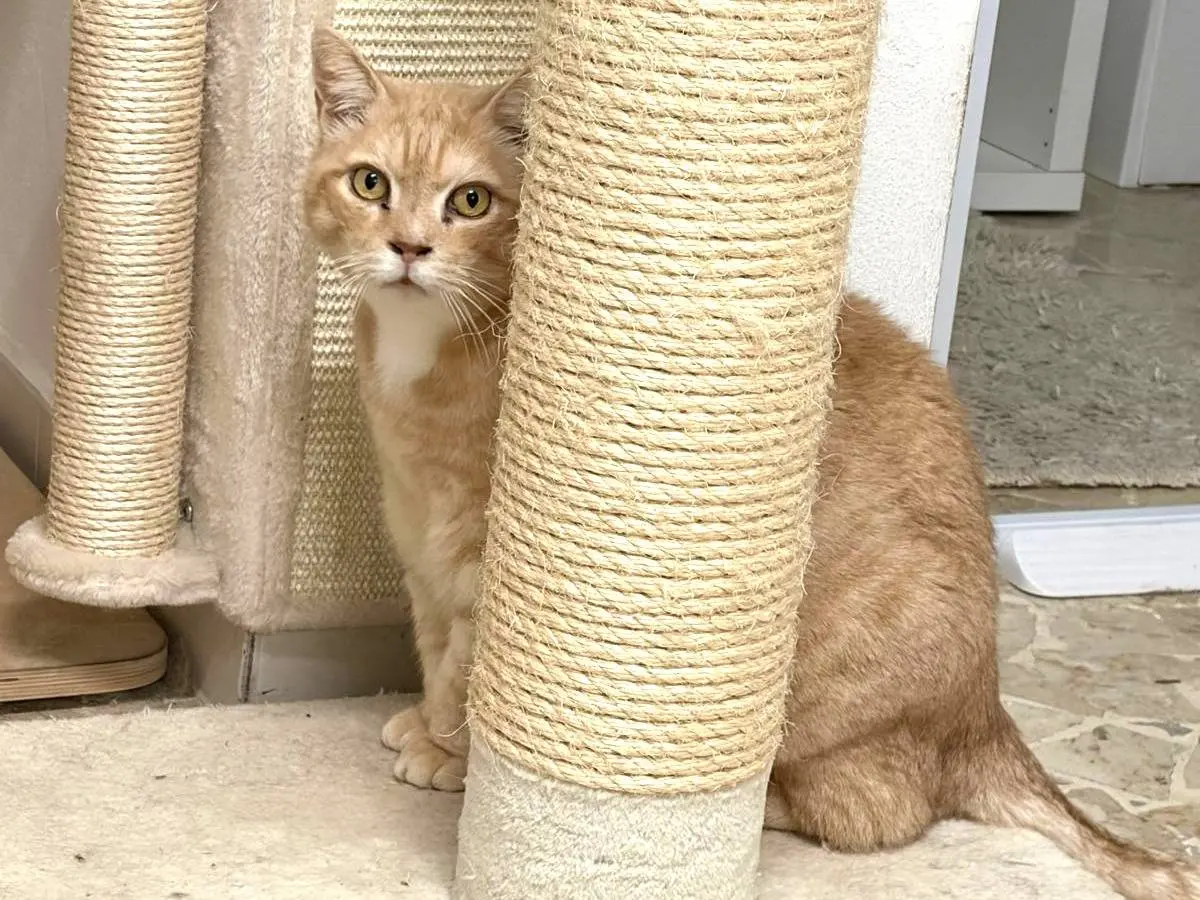 Vuoi adottare un gatto a Milano?