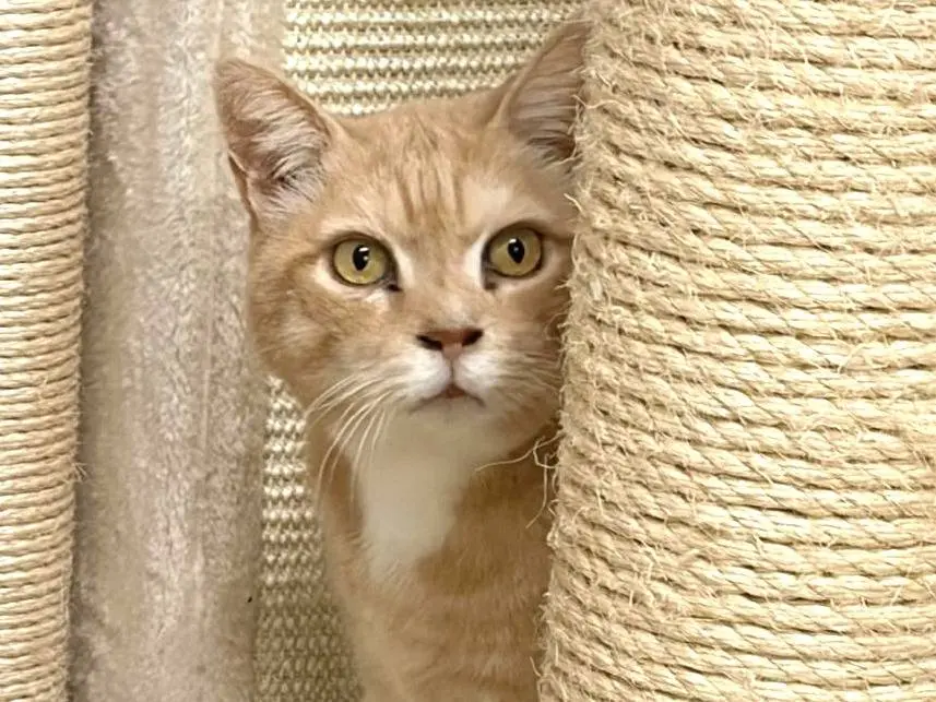 Adotta un gatto, maschio, 9 anni e 4 mesi, Milano