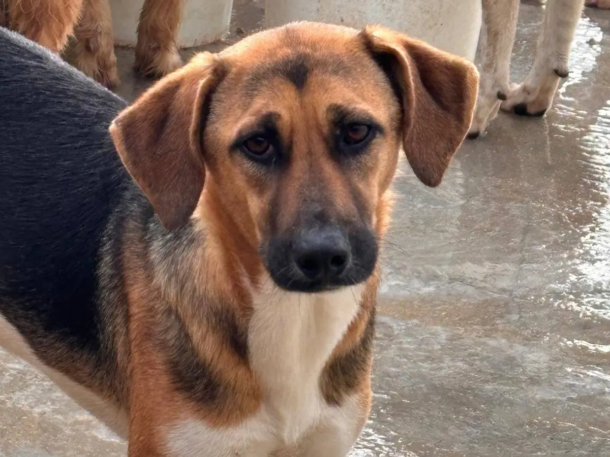 Adotta un cane, taglia media, femmina, Ragusa