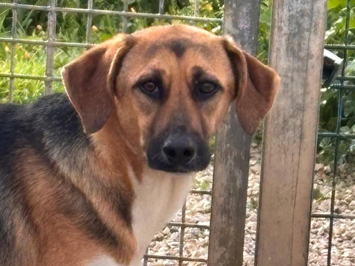 Adotta un cane, femmina, 2 anni e 2 mesi, Ragusa