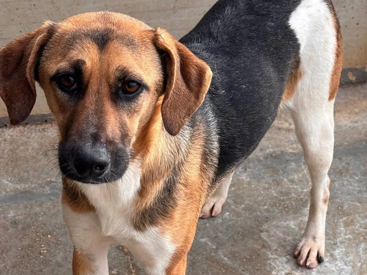 Adozione cane, femmina, Razza sconosciuta Razza sconosciuta, 2 anni e 2 mesi, taglia media, Ragusa