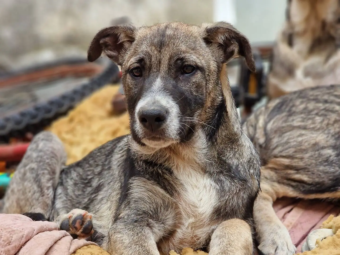 Adozione cane, maschio, Border Collie Razza sconosciuta, 1 anno e 8 mesi, taglia media contenuta, Taranto