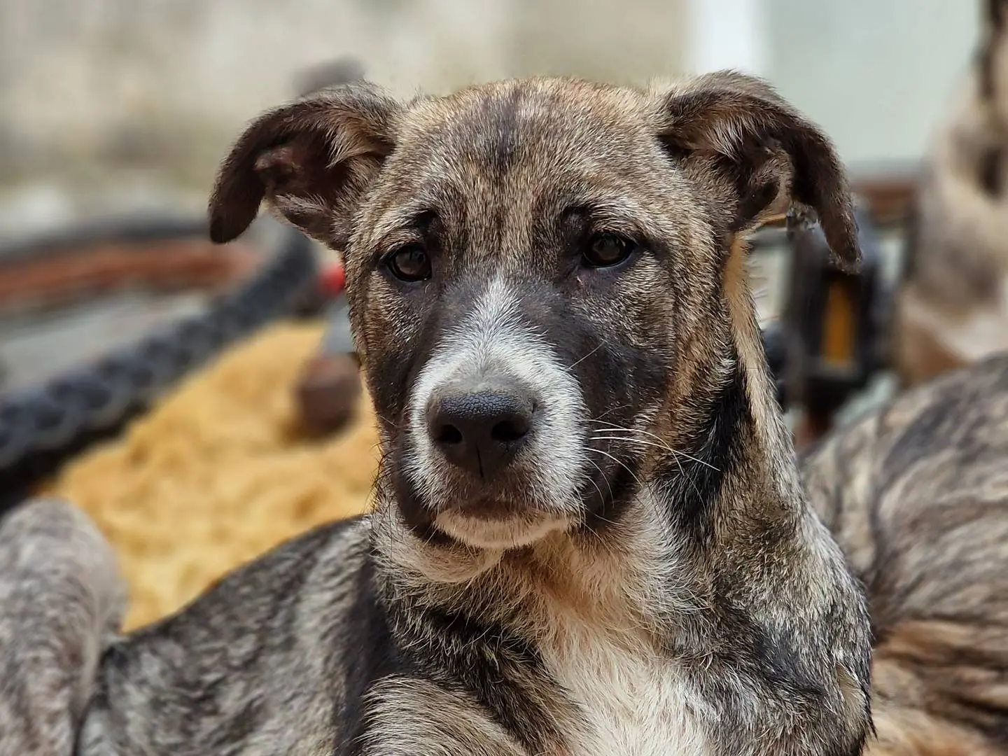 Adotta un cane, taglia media contenuta, maschio, Taranto
