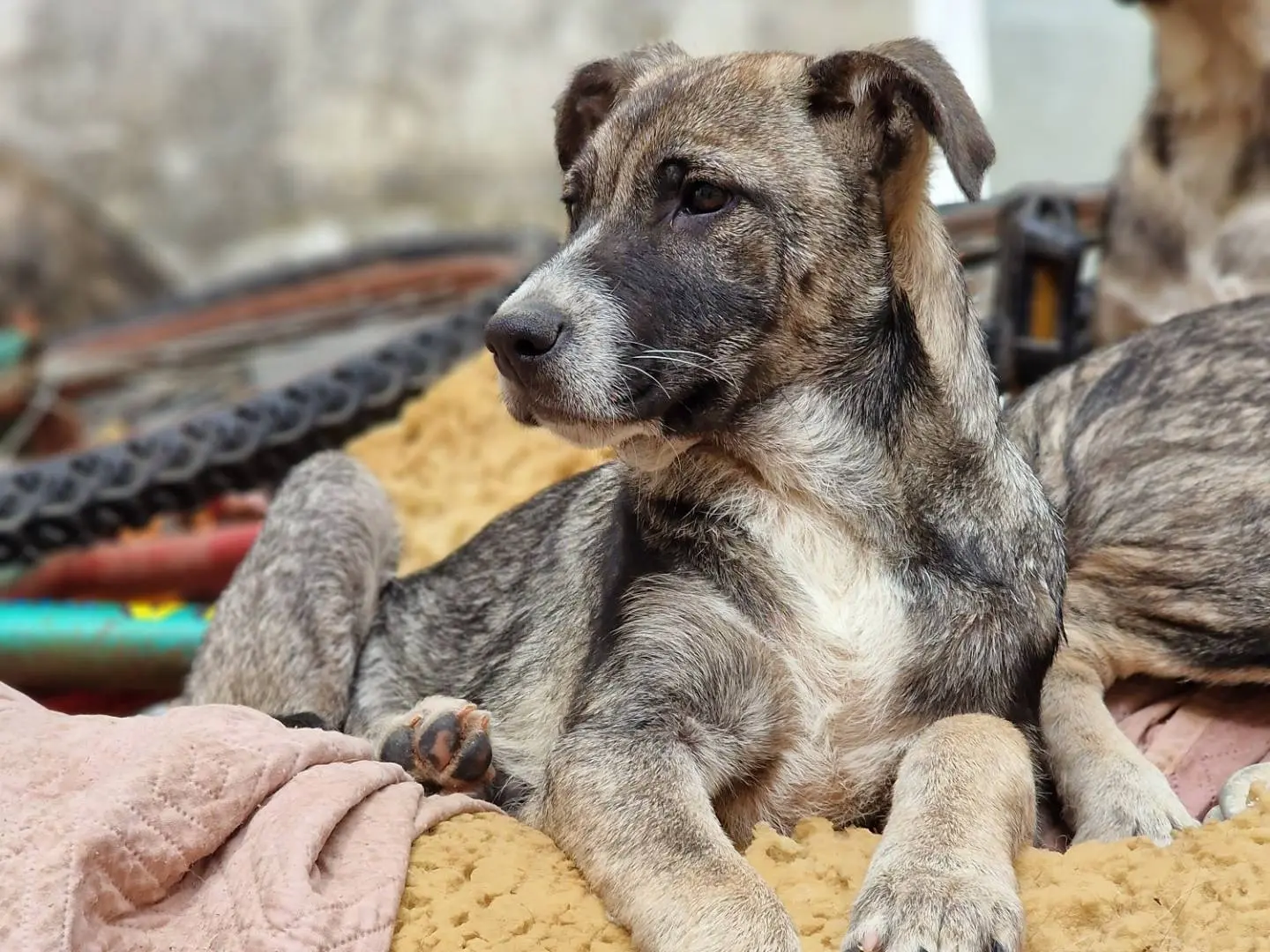 Adotta un cane, maschio, 1 anno e 8 mesi, Taranto