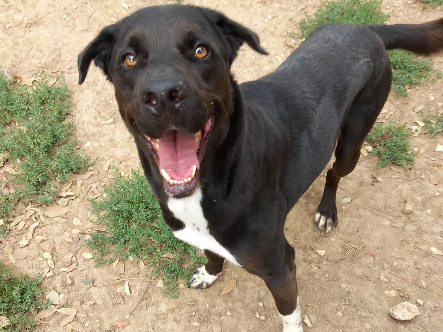 Adotta un cane, maschio, 7 anni e 3 mesi, Barletta