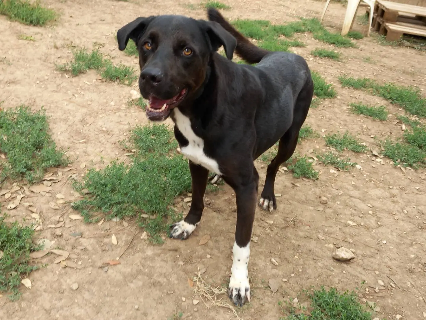 Adozione cane, maschio, Razza sconosciuta Razza sconosciuta, 7 anni e 3 mesi, taglia media, Barletta