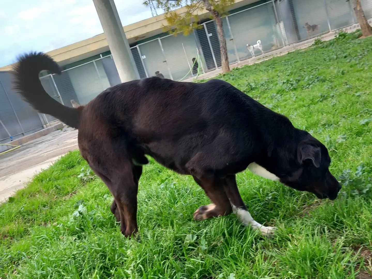 Vuoi adottare un cane a Barletta?