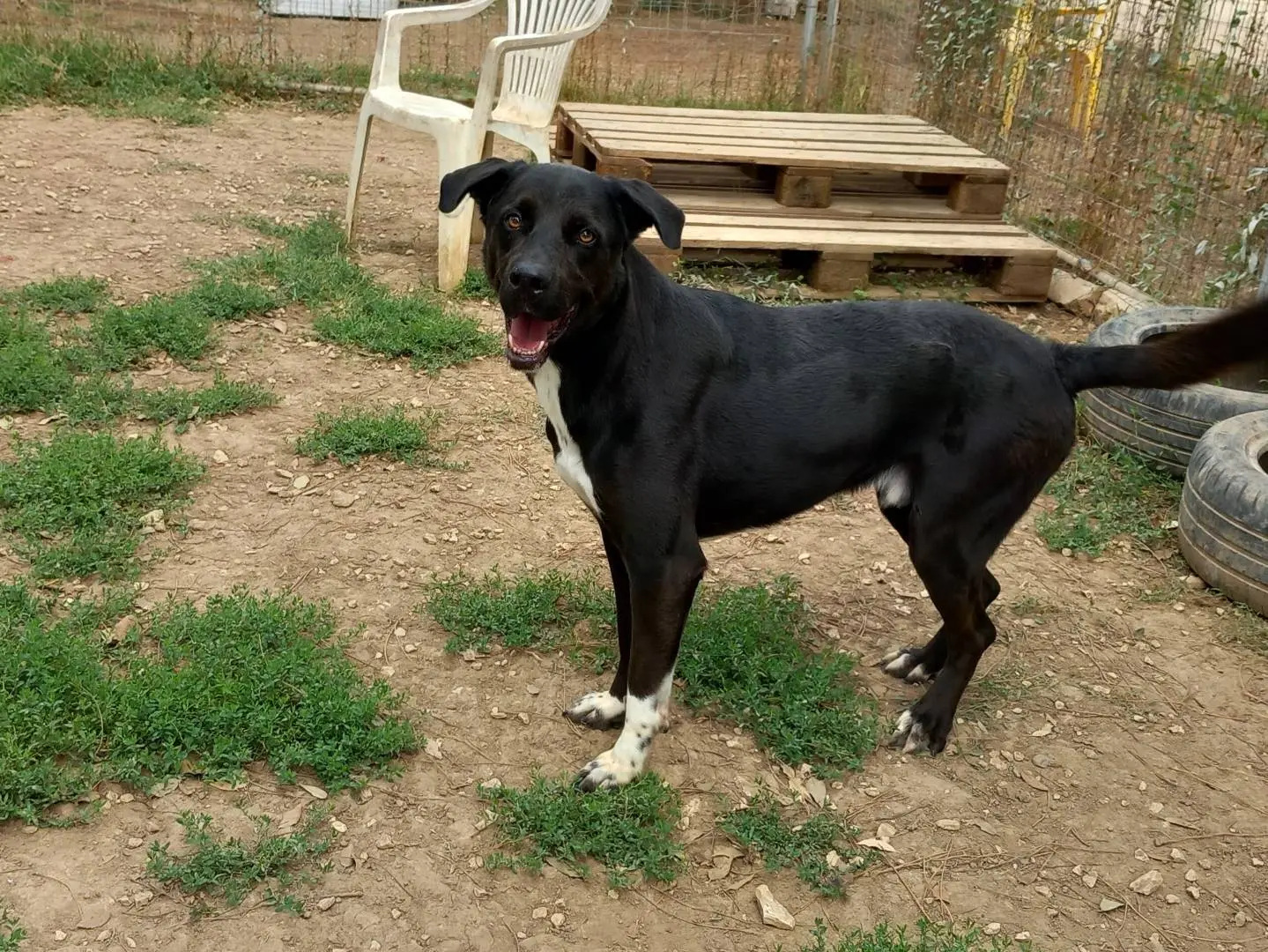 Adotta un cane, taglia media, maschio, Barletta