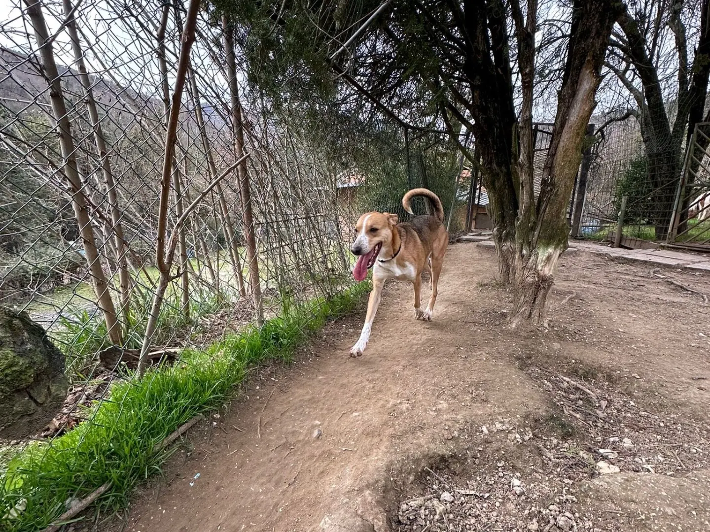 Foto 3 dell'animale