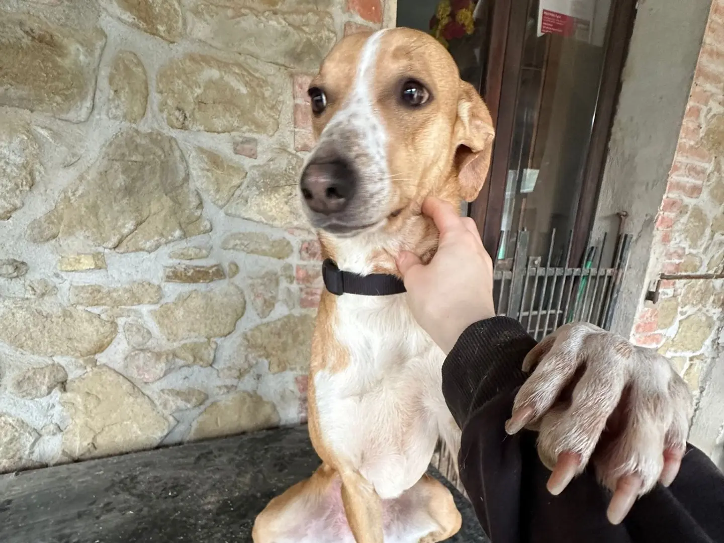 Adotta un cane, femmina, 7 anni e 6 mesi, Perugia