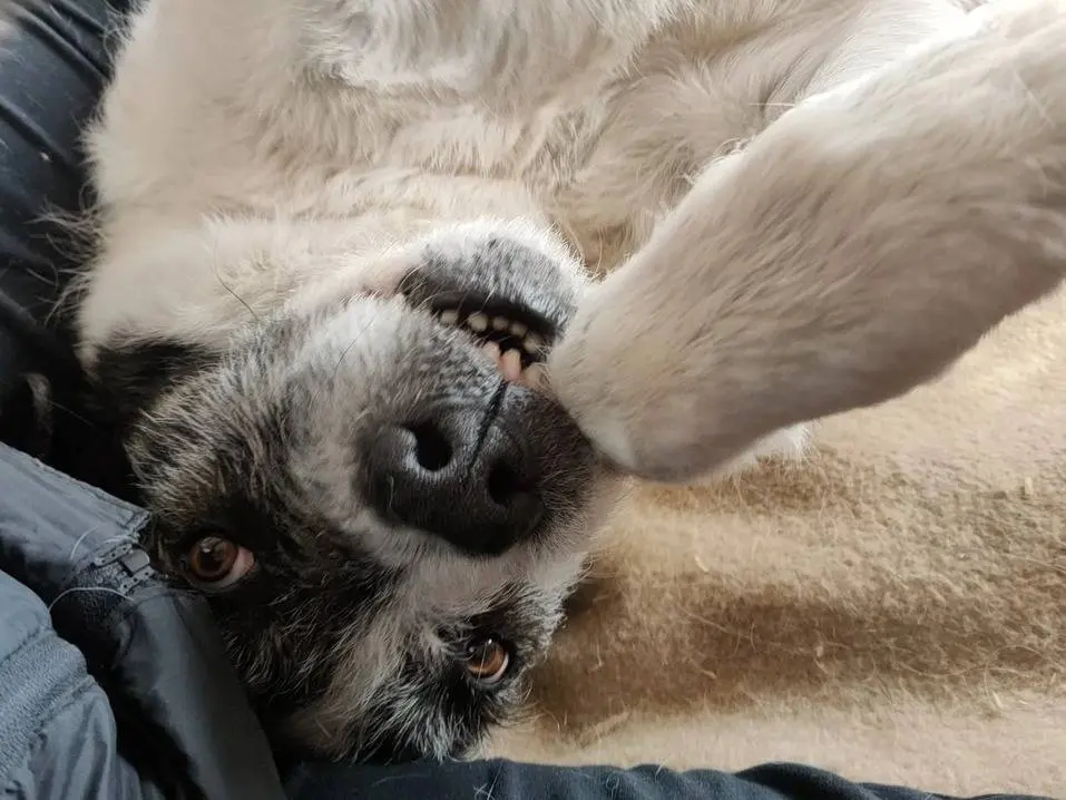 Adotta il cane Piccolo a Milano