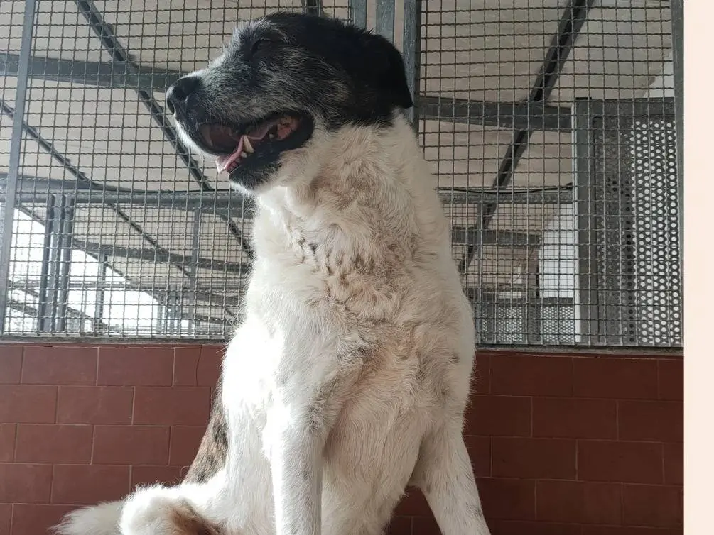 Vuoi adottare un cane a Milano?