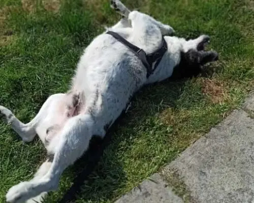 Adotta un cane, maschio, 7 anni e 4 mesi, Milano