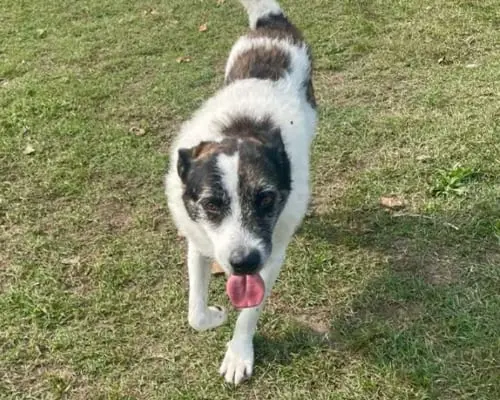 Adotta un cane, taglia grande, maschio, Milano