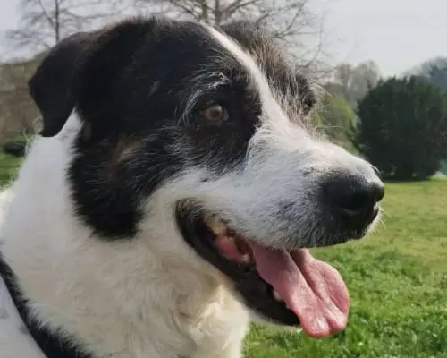 Adozione cane, maschio, meticcio, 7 anni e 4 mesi, taglia grande, Milano