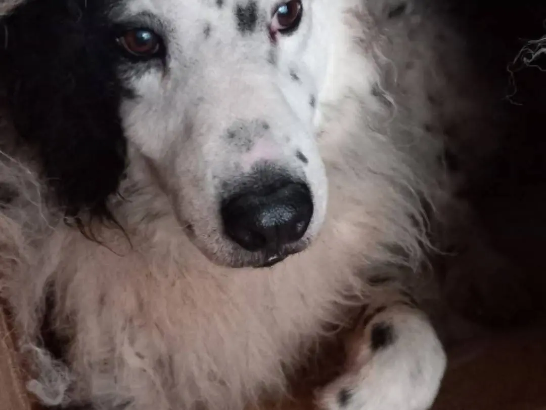 Adotta un cane, maschio, 9 anni e 5 mesi, Terni