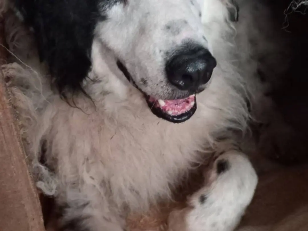 Adotta un cane, taglia gigante, maschio, Terni
