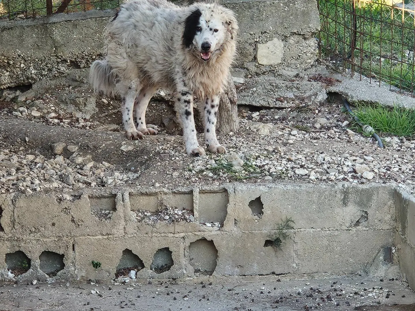 Adotta il cane Baddy a Terni
