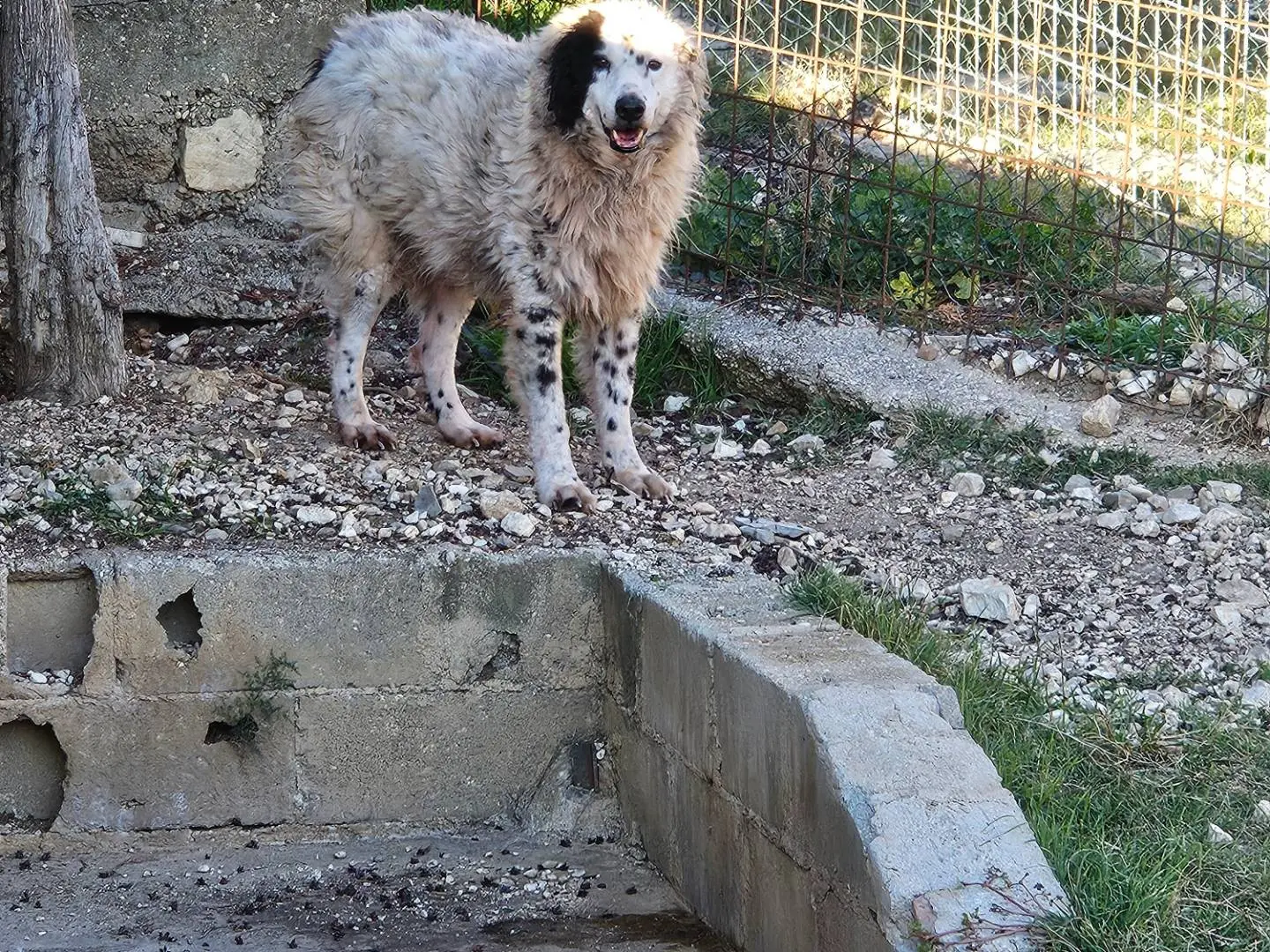 Vuoi adottare un cane a Terni?