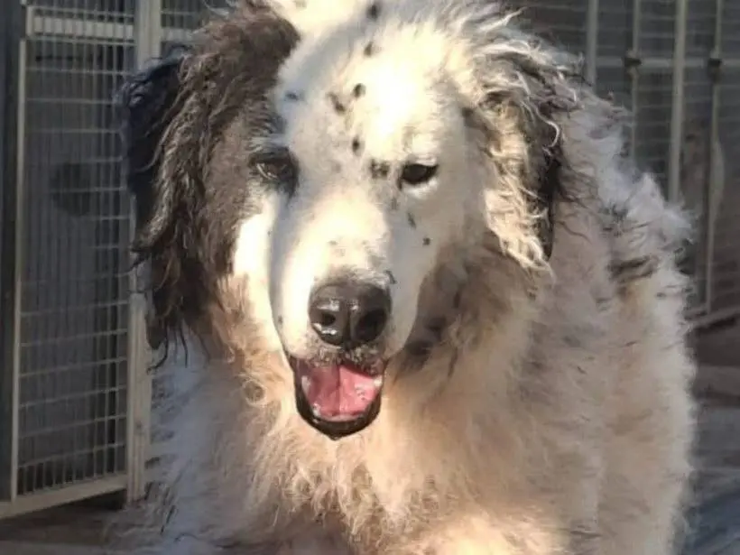 Adozione cane, maschio, Pastore maremmano Razza sconosciuta, 9 anni e 5 mesi, taglia gigante, Terni
