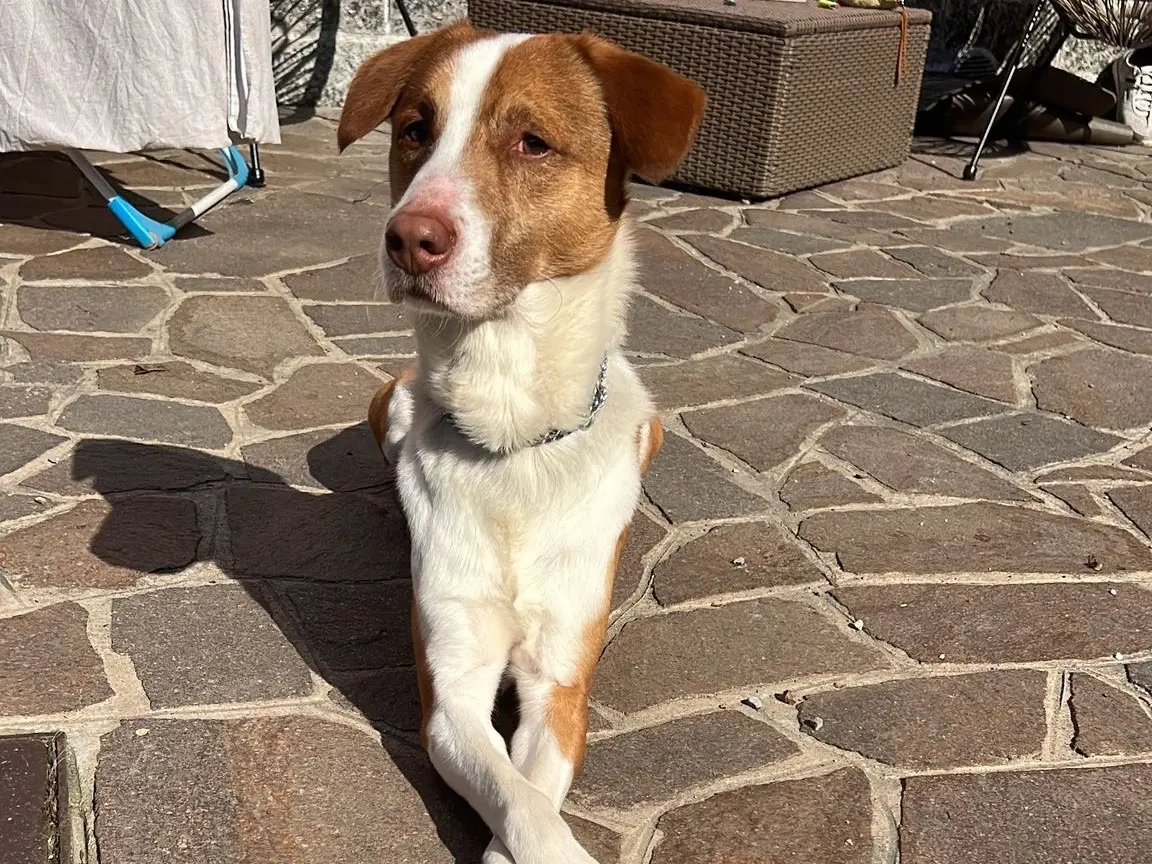 Adozione cane, maschio, Razza sconosciuta Razza sconosciuta, 7 anni e 8 mesi, taglia media, Monza