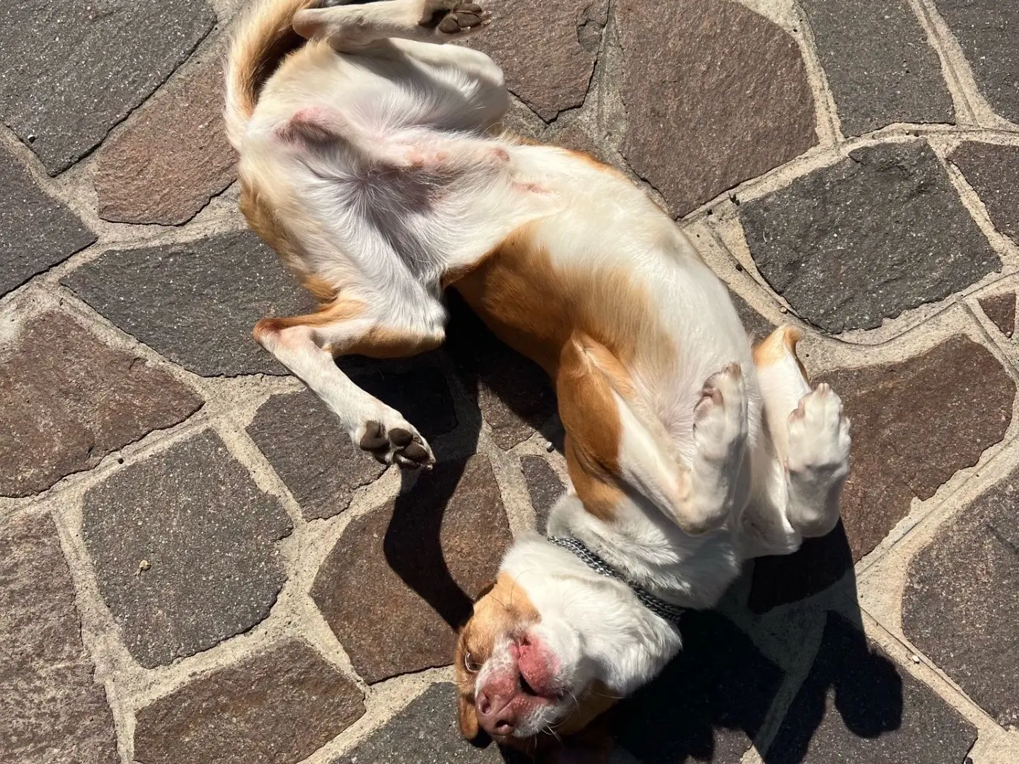 Vuoi adottare un cane a Monza?